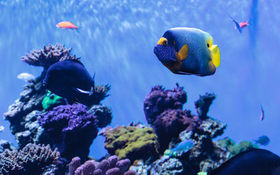Close-up of blueface angelfish in aquarium
