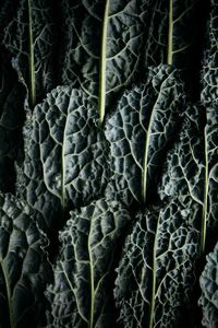 Full frame shot of fresh green leaves