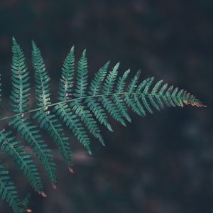 Close-up of fern leaves