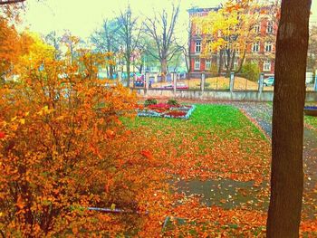 Autumn leaves on tree trunk