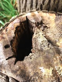 Close-up of lizard on tree stump