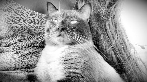 Close-up portrait of a cat at home