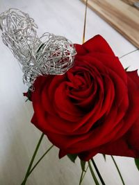 Close-up of red rose