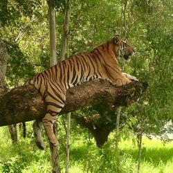 Tiger in field at zoo