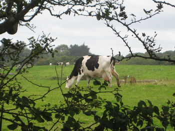 Horse grazing on field against sky