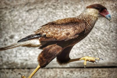 Close-up of bird perching outdoors