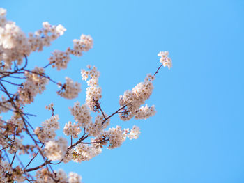 Low angle view of cherry blossoms against clear blue sky