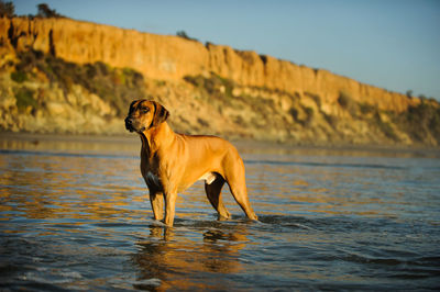 Rhodesian ridgeback in sea against rock formation