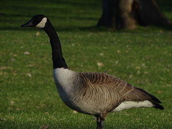 Close-up of bird on grass