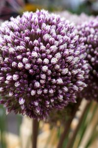 Close-up of purple flowers