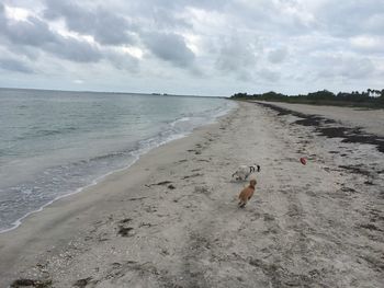 View of birds on beach against sky