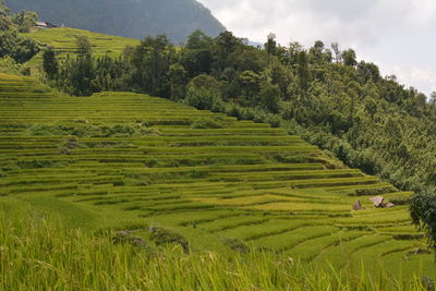 Scenic view of rice field