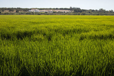 Scenic view of agricultural field