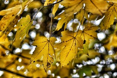 Close-up of yellow maple leaves