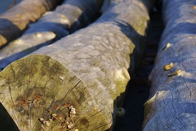 Close-up of logs