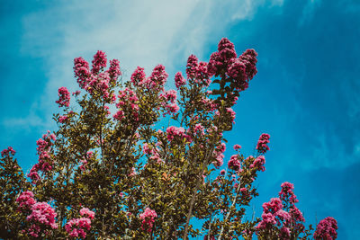 Low angle view of pink flowering plant against blue sky