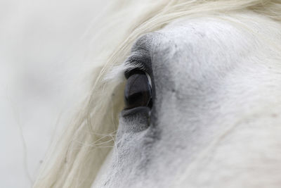 White horse's eye