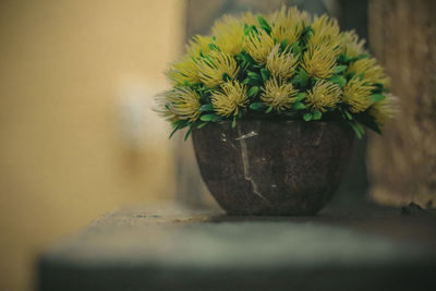 Close-up of potted plant on table