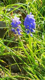 Close-up of purple flowering plants on field