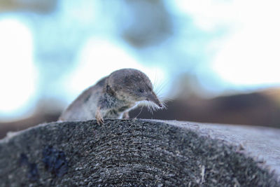 Close up mouse on an old wooden log