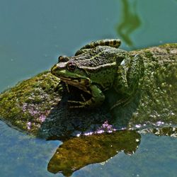 Close-up of turtle in lake