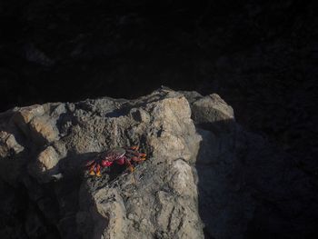 High angle view of insect on rock