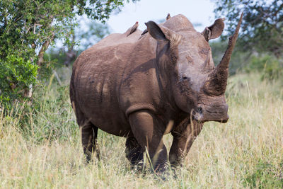 Horse standing in grass