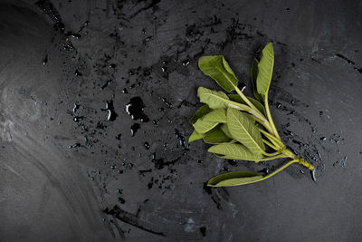 Close-up of dry leaves