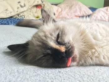 Close-up of cat lying down