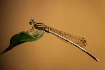 Close-up of insect on twig