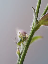 Close-up of spider web on plant