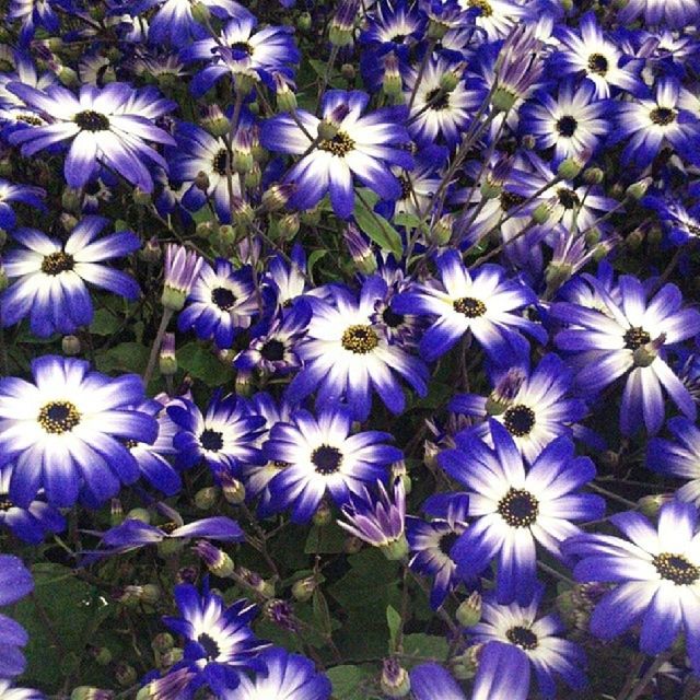 flower, purple, fragility, freshness, petal, full frame, growth, flower head, high angle view, beauty in nature, backgrounds, nature, blooming, plant, blue, abundance, field, close-up, outdoors, in bloom