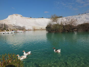 Birds swimming in lake