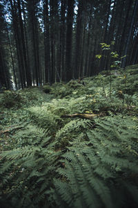 Trees growing in forest