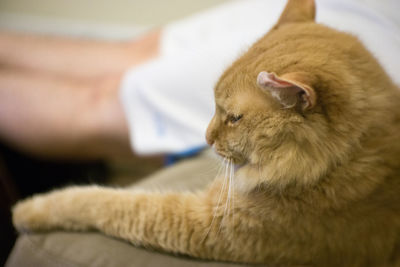 Close-up of cat sitting