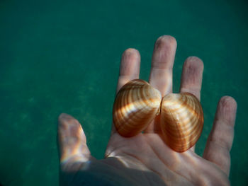 Close-up of hand holding snake