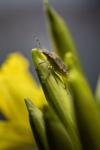 Close-up of insect on plant