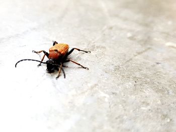 High angle view of insect on floor