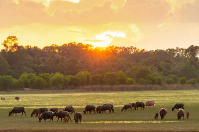 Horses grazing in a field