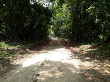 Road amidst trees in forest