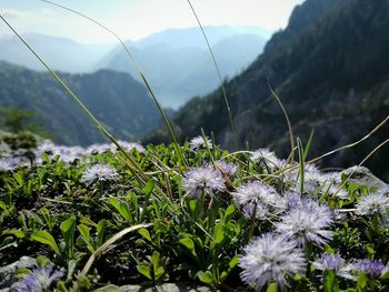 Close-up of purple flowering plants on field