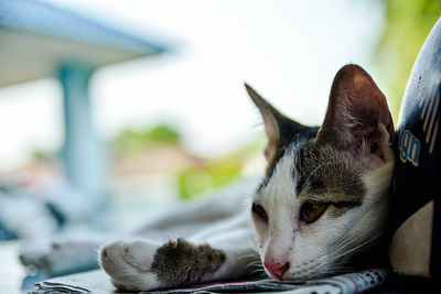 Close-up portrait of cat with eyes closed