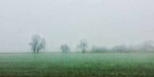 Trees on field against sky during foggy weather