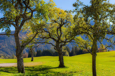 View of trees against sky