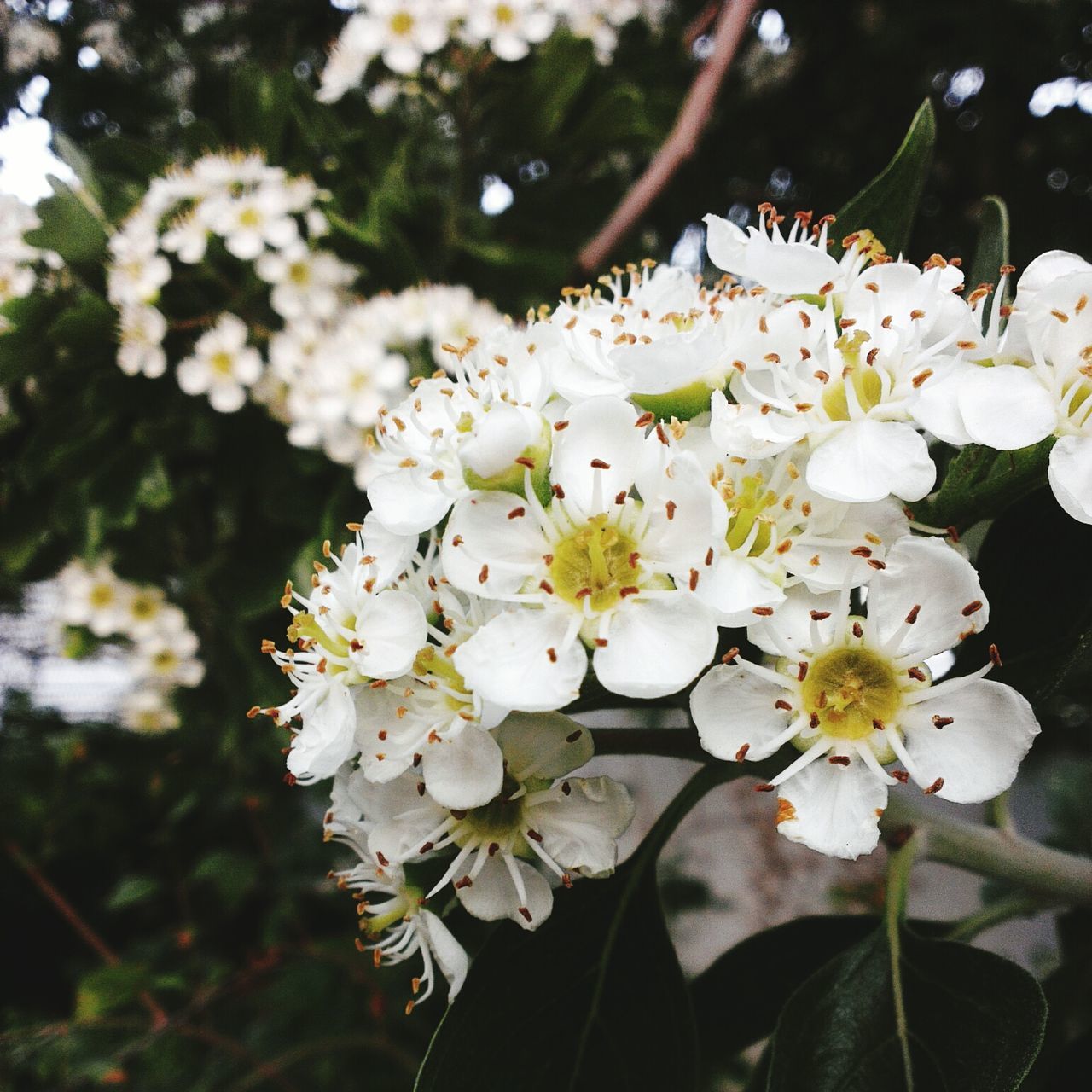 flower, freshness, white color, fragility, petal, growth, flower head, beauty in nature, blooming, focus on foreground, nature, close-up, in bloom, blossom, plant, pollen, white, stamen, park - man made space, outdoors