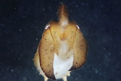 Close-up of fish swimming in sea