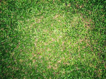 Full frame shot of green leaves on land
