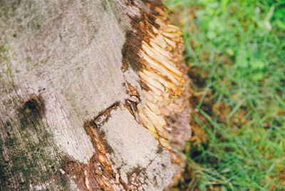 Close-up of lizard on tree trunk