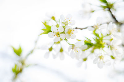 Close-up of white cherry blossom on tree