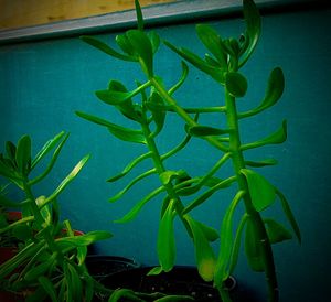 Close-up of fresh green plant